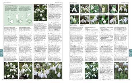 RHS A-Z Encyclopedia of Garden Plants 4th edition - look inside 3