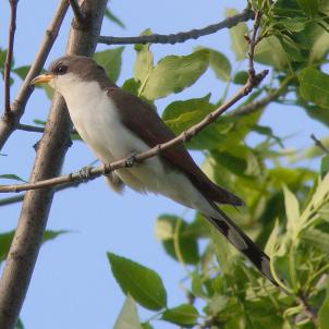 Yellow-billed Cuckoo by mdf 