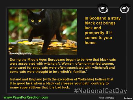 #October 29 is #NationalCatDay #BlackCat #Facts