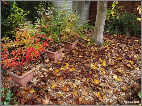 Some thoughts about leaf-mould and compost