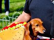 #Hotdog #Dogs Dress #hotdogs Tasty #Halloween #photo Story