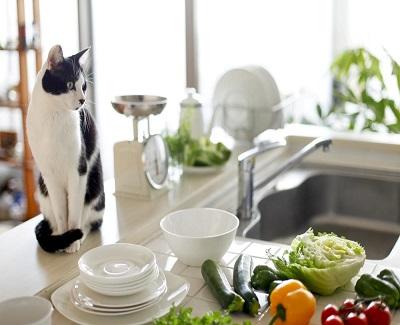 how-to-make-sure-your-home-is-pet-friendly1