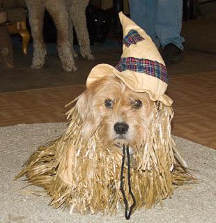 #Photos - #Dogs in #witch #costumes for #Halloween