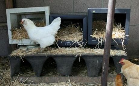 Old PC Monitor Turned Into a Chicken Bed