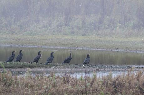 Cormorants at the Floodplain Forest