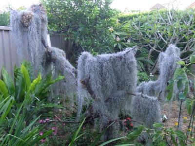 Getting misty over Spanish moss