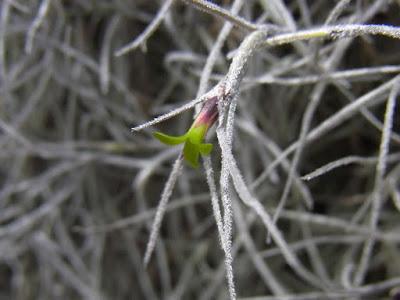 Getting misty over Spanish moss