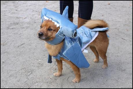 #Photos - #Dogs in #Halloween #costumes 2016