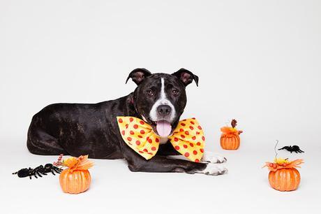 #Photos - #Dogs in #Halloween #costumes 2016