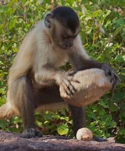 capuchin-monkey-tools