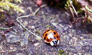 The harlequin ladybird is a clever little devil