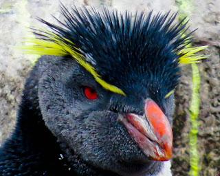 Falkland Islands to Puerto Madryn