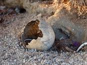 Wonder Valley Melissa Shaw-Smith