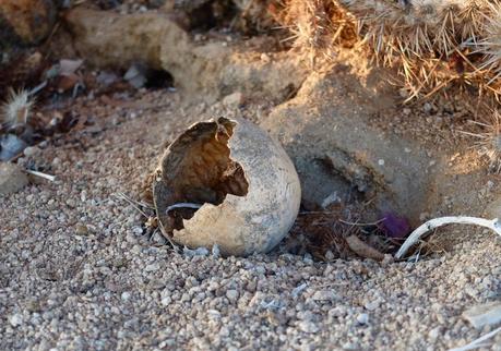 Wonder Valley — Melissa Shaw-Smith