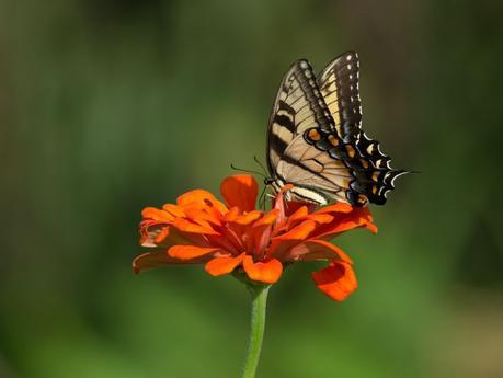 Late Summer Wonders — Emily Carter Mitchell ~ Nature & Wildlife Photography
