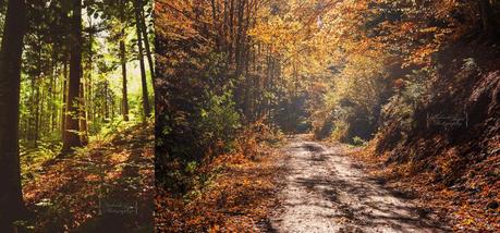 Wonders of the forest — Cooking    without    Limits