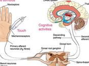 KNOWvember: Complex Regional Pain Syndrome (CRPS) Living with Fibromyalgia