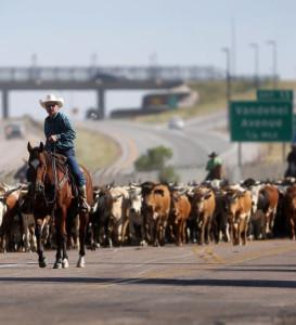 cheyenne-cattle-drive