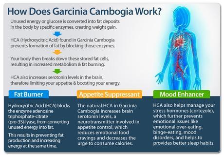 how-garcinia-works-graph