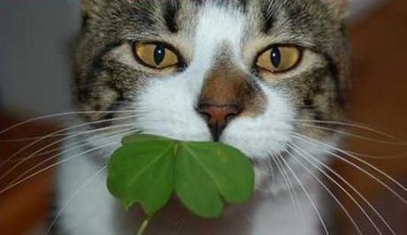Cat Eating Four-leaf Clover