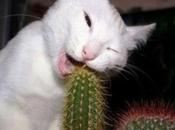 Overeating Cats Will Anything