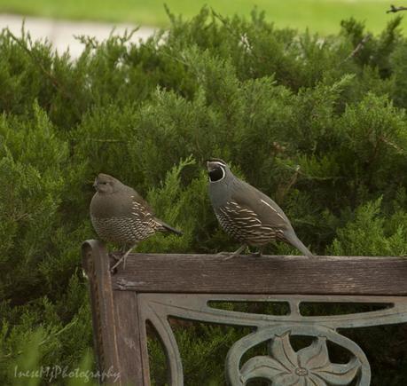 Holidays in the backyard — Making memories