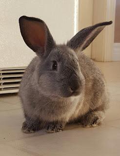 Introducing Thumper - Our New Pet Bunny (yes, you read that right)