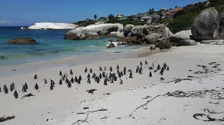 Places to visit in Cape Town.