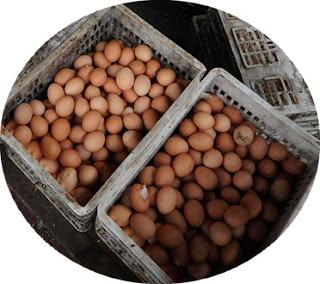 Quiz show :  egg comes from .....................wheat !!