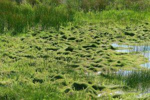 Battling the seven-headed hydra: Crassula control in Europe Crassula helmsii (photo by Benjamin Blondel)