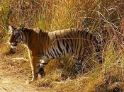 Corbett National Park: Sojourn with Nature Highway
