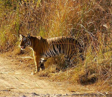 Corbett National Park: A sojourn with nature — My way on Highway