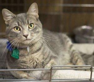 Make Shaving Less Irritating with 99 Cent Razor! Make Shaving Less Irritating with 99 Cent Razor!