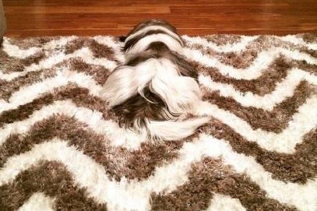 Top 10 Dogs Who Have Mastered the Art of Camouflage