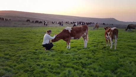 erwan-le-corre-cows