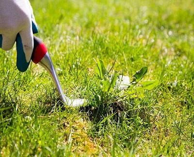 4-tips-on-maintaining-your-yard2