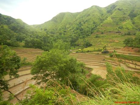 Antique Rice Terraces