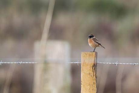 Stonechat on a Post
