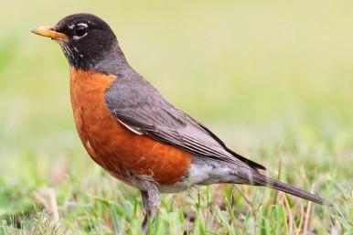 American Robin (Turdus migratorius) With their bright early morning songs and tolerance for human neighbors, Robins are familiar to everyone. They love moist ground and lawns without pesticides. There you will often see the classic tug-of-war between a stretching earthworm and a straining bird. Robins like berries and gather around pyracantha and other shrubs in fall and winter. Description: Eight to eleven inches long, male and female similar, but male breast is deeper red. Robins have average life spans of six years. Nest: Female with help from male builds the nest in spring and lays four blue eggs two or three times during the year. Conservation: Easily poisoned by heavy pesticide use, and preyed upon by cats, hawks, and large snakes, Robins remain numerous and safe under current conditions. (Birds of Dewey-Humboldt, Arizona. GarryRogers.com. Photo: en:User:Mdf/CCSA).