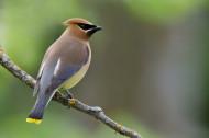 Cedar Waxwing (Bombycilla cedrorum) Cedar Waxwings are medium-sized with very smooth feathers. They have a crest that often droops over the back of the head. The wings are broad and pointed, like a starling’s. The short tail is square-tipped. These birds are uncommon in Dewey-Humboldt. Though they usually form large flocks, I’ve only seen two groups of three birds. Waxwings pick berries while perching in berry-laden shrubs or trees or while hovering in mid-air. A line of waxwings perched on a branch sometimes pass a berry from bill to bill, until one of them swallows it. They also cruise over water hunting insects, like abdominous swallows. Nest: Waxwings lay three to five pale gray to bluish gray finely speckled eggs in loose nests built in trees. Conservation: Wildlife biologists consider the Cedar Waxwing safe in some areas and vulnerable to extinction in others. (Birds of Dewey-Humboldt, Arizona. GarryRogers.com.)