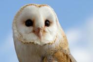 Barn Owl (Tyto alba) Barn Owls are the most widely distributed of all owl species. They hunt small rodents, and never take anything as large as a house cat or dog. Barn Owls range from 10″ to 18″ in height. They can live for 25 years, but because of human impacts and natural predators, they rarely live more than two. If you have a Barn Owl living nearby, you have probably heard its “shreee” sound that’s nothing like the hoots of the Great Horned Owls or the toots of the Northern Pygmy Owls that we often hear in Dewey-Humboldt. Nest: Large tree cavity, barn loft, or house attic. Farmers often place nest boxes around their fields. Conservation: Cats and other owls prey upon barn Owls, and pesticides in the tissues of their prey poison them. Some farmers have stopped using pesticides, but most haven’t. The owls are endangered in seven stats, but not yet in Arizona. (Birds of Dewey-Humboldt, Arizona. GarryRogers.com. Photo: Female by Tony Hisgett).