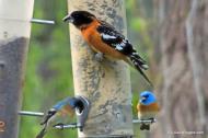 Black-headed Grosbeak (Pheucticus melanocephalus) Black-headed Grosbeaks aren’t as large as Robins, but they are big enough to have trouble perching on bird feeders. Young birds flutter and flap as they learn to use the feeder. Grosbeaks eat berries and insects, but their large beaks are especially effective with seeds. The birds arrive in spring, build nests, and stay for the summer. They prefer a combination of large deciduous trees and lower shrubs. Their song is a rich warble similar to a robin’s but softer, sweeter, and faster. Nest: Female builds an open, loose nest in a shrub or tree and lays 2-5 eggs. Young birds leave the nest after 12-14 days but can’t fly for two weeks. They hang out on nearby branches and parents feed them. Conservation: Cats and hawks prey upon Grosbeaks, and pesticides in the tissues of their prey poison them. Wildlife biologists do not consider them endangered. (Birds of Dewey-Humboldt, Arizona. GarryRogers.com. Photo: Male by GR.)