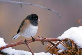 Dark-eyed Junco (Junco hyemalis) Juncos do not migrate, but in the fall, they often drift out of their mountain homes down to nearby valleys. They are especially common in D-H during fall and winter months. These small songbirds have black to light-gray hoods. Males tend to be darker and grayer, females tend to be lighter and browner. All have white bellies and white outer tail feathers that form a flickering V shape when they fly. Juncos eat seeds, insects, and fruit. They prefer to eat on the ground, so sprinkle a few seeds for them when you fill the feeder. Wild birds can live more than 11 years. Nest: Juncos nest in forested mountains. They build their grass and twig nests on the ground and occasionally in a tree. Conservation: Though Juncos are still numerous, the American Breeding Bird Survey reports that Junco populations declined by about 50% from 1966 to 2015. (Birds of Dewey-Humboldt, Arizona. GarryRogers .com. Photo: Dave Menke)