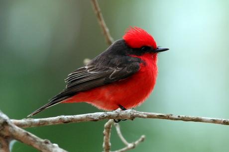 Vermilion Flycatcher (Pyrocephalus rubinus) The flying insects this brilliant sky predator takes must be near-sighted and insensitive to color. Other flycatchers are of subdued color, but not this little fellow. Despite brilliant plumage, however, the male Vermilion Flycatcher is not overconfident. He courts his chosen mate by hovering and singing to her high in the air and by offering her butterflies and other brilliant insects. Nest: The birds build loose nests of grass and twigs in trees. The male brings food to the female while she incubates two to four white or creamy eggs with bold dark blotches and small lighter spots. . Conservation: Vermilion Flycatchers are declining in Arizona and other parts of their range due to human destruction of the moist habitats they prefer. The birds are still abundant at many sites and are not an immediate conservation concern. However, without our attention and care, they will continue to decline. (Birds of Dewey-Humboldt, Arizona. GarryRogers .com. Photo by Charles J. Sharp)