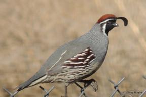 Gambel’s Quail (Callipepla gambelii) Gambel’s Quail live in D-H’s chaparral-covered hills. They form coveys of 12 or more birds that roost and nest in shrub thickets. Once, a family of mom, dad, and a line of seven chicks dashed across the road in front of my car. I stopped, and just as the last of the chicks made it to safety, another chick entered the road far behind the others. Dad popped onto road, ran back, and pecked the slowpoke’s fluffy bottom, speeding its dash to catch up. The first covey to move into my place near the center of town came in 2014. The birds roost in a woodpile I made with dead shrub and tree branches. Quail are too plump for standard feeder perches, so be sure to scatter a few seeds for them when you fill the feeder. Quail lives are short, usually less than 4 years. Nest: Grass and twigs on the ground in shrub thickets. Conservation: Gambel’s Quail numbers fluctuate along with winter rain and spring plant growth. As our global warming-imposed drought continues, the D-H quail population will shrink. (Birds of Dewey-Humboldt, Arizona. GarryRogers .com. Photo: GR)