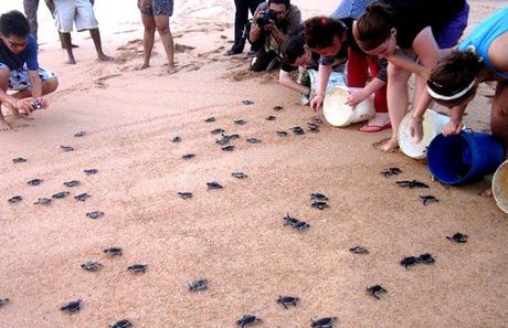Saving Turtles and Eco-Travel — EcoAdventureTravel Blog