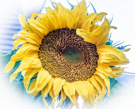 Why I Blog: Creativity And The Need To Give It Away — Adventures in Wonderland