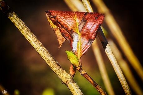 Travel Theme: Four Seasons in Hastings, NZ — decocraftsdigicrafts