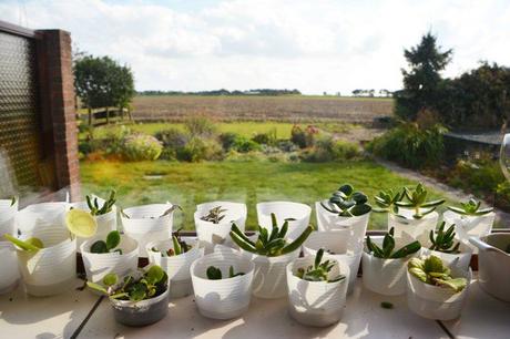 Growing baby plants —