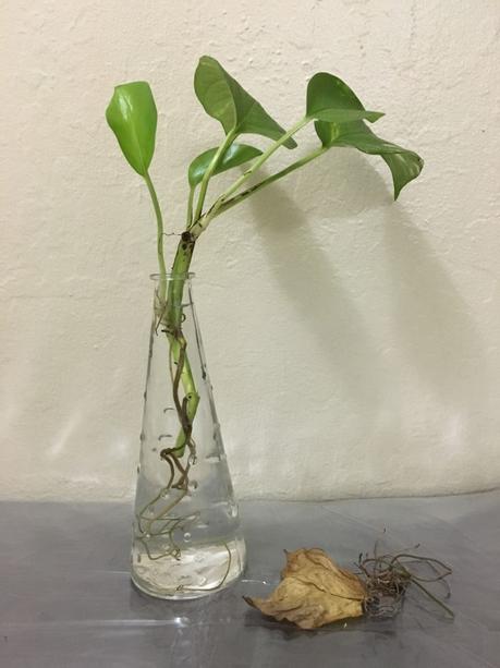 Life Lesson Moneyplant Taught Me — Wellbeing through Yoga